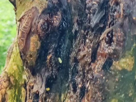 Close-Up of Tree Trunk with nature elements and Detailed Bark Texture Foto stock