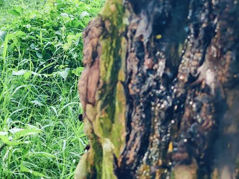 Close-Up of Tree Trunk with nature elements and Detailed Bark Texture Foto stock