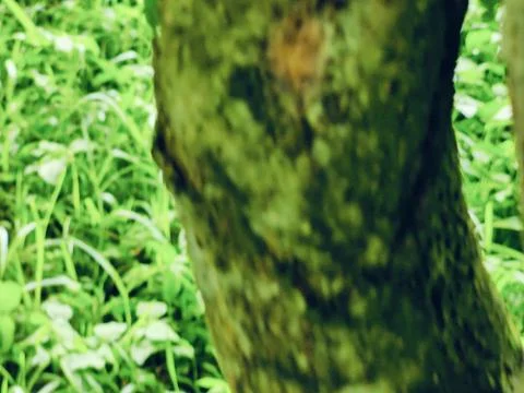 Close-Up of Tree Trunk with nature elements and Detailed Bark Texture 스톡 사진