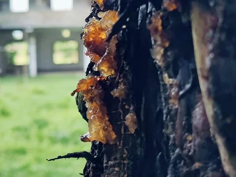 Close-Up of Tree Trunk with nature elements and Detailed Bark Texture Stock Photos