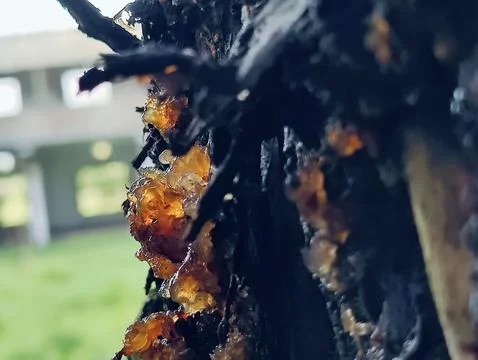 Close-Up of Tree Trunk with nature elements and Detailed Bark Texture Foto stock