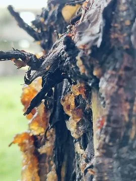 Close-Up of Tree Trunk with nature elements and Detailed Bark Texture Stock Photos