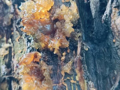 Close-Up of Tree Trunk with nature elements and Detailed Bark Texture 스톡 사진