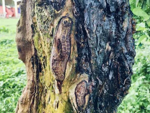 Close-Up of Tree Trunk with nature elements and Detailed Bark Texture Foto stock