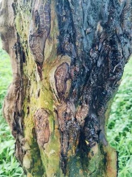Close-Up of Tree Trunk with nature elements and Detailed Bark Texture Foto stock