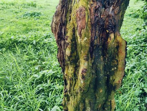 Close-Up of Tree Trunk with nature elements and Detailed Bark Texture 스톡 사진
