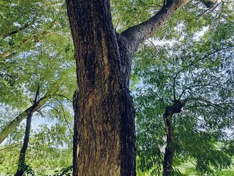 Close-Up of Tree Trunk with nature elements and Detailed Bark Texture Foto stock