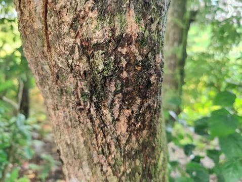 Close-Up of Tree Trunk with nature elements and Detailed Bark Texture Stock Photos