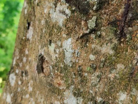 Close-Up of Tree Trunk with nature elements and Detailed Bark Texture Stock Photos