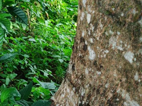 Close-Up of Tree Trunk with nature elements and Detailed Bark Texture Stock Photos