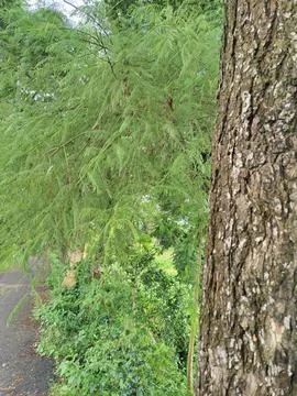 Close-Up of Tree Trunk with nature elements and Detailed Bark Texture 写真素材