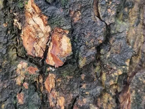 Close-Up of Tree Trunk with nature elements and Detailed Bark Texture Foto stock
