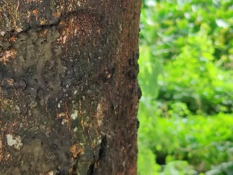 Close-Up of Tree Trunk with nature elements and Detailed Bark Texture Foto stock