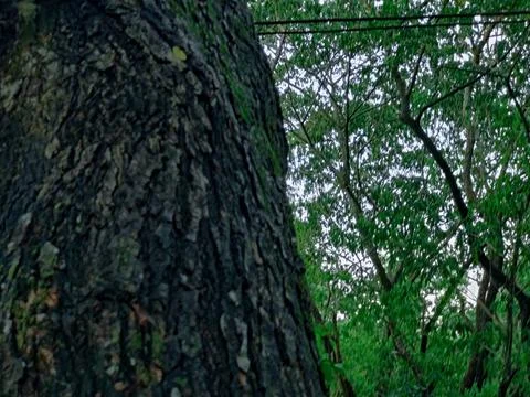 Close-Up of Tree Trunk with nature elements and Detailed Bark Texture Stock Photos