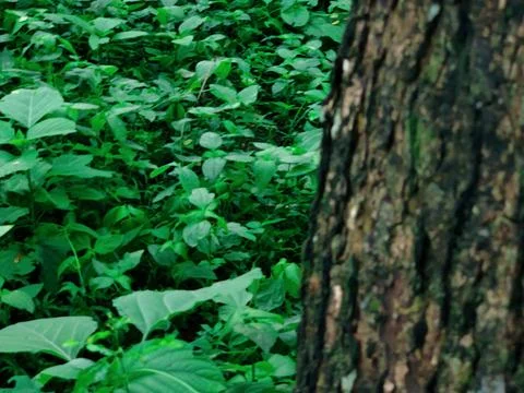 Close-Up of Tree Trunk with nature elements and Detailed Bark Texture Foto stock