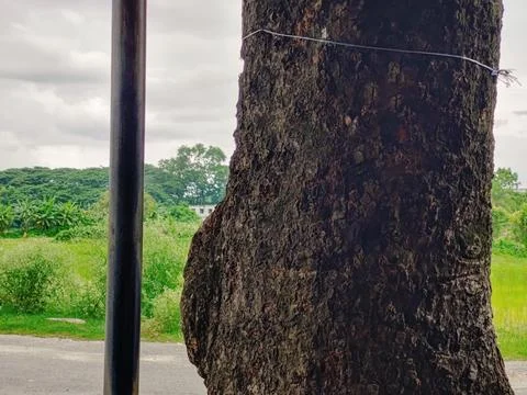 Close-Up of Tree Trunk with nature elements and Detailed Bark Texture Foto stock