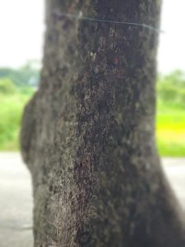 Close-Up of Tree Trunk with nature elements and Detailed Bark Texture Stock Photos