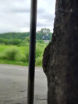Close-Up of Tree Trunk with nature elements and Detailed Bark Texture 스톡 사진