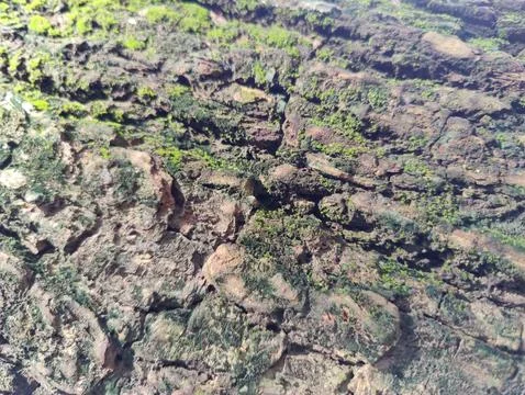 Close-Up of Tree Trunk with nature elements and Detailed Bark Texture 스톡 사진