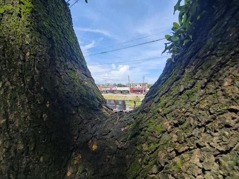 Close-Up of Tree Trunk with nature elements and Detailed Bark Texture 스톡 사진