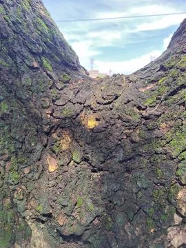 Close-Up of Tree Trunk with nature elements and Detailed Bark Texture 스톡 사진