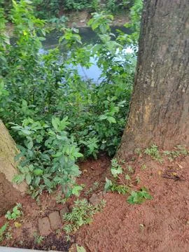 Close-Up of Tree Trunk with nature elements and Detailed Bark Texture Stock Photos