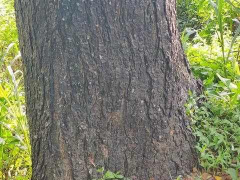 Close-Up of Tree Trunk with nature elements and Detailed Bark Texture 스톡 사진