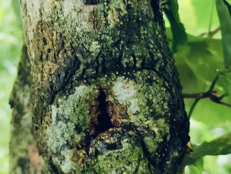 Close-Up of Tree Trunk with nature elements and Detailed Bark Texture Foto stock