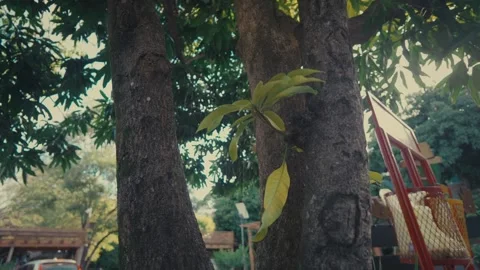 Close up of tree trunk with new growth Stock Footage 337861979
