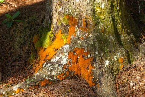 Close-up of Tree Trunk with Orange Lichen Stock-Fotos