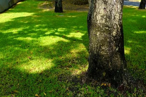 Close up Tree Trunk in the Park. Foto stock