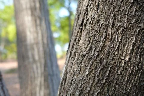 Close up Tree Trunk in the Park. Stock Photos