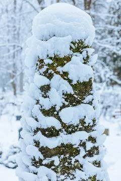 Close-up of a tree trunk partially covered with snow Foto stock