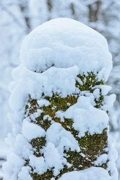 Close-up of a tree trunk partially covered with snow Stock Photos