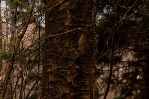 Close Up of Tree Trunk with Peeling Bark Texture in Natural Forest Setting Foto stock