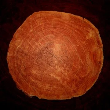 Close up of tree trunk Foto stock