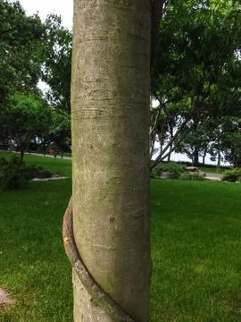 A Close-up of Tree Trunk Foto stock