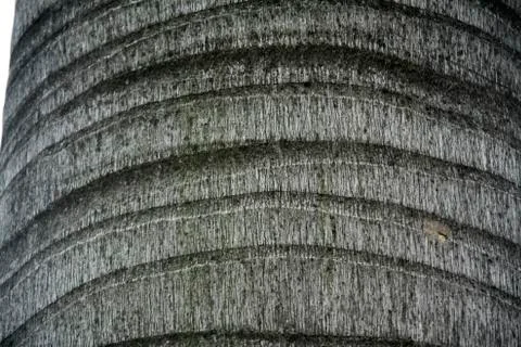 Close-up of Tree Trunk Stock Photos