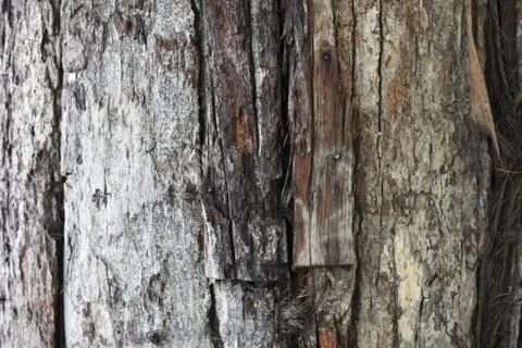 Close-up of tree trunk Stock Photos