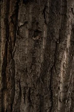 Close up of a tree trunk Stock Photos