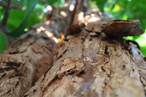 Close up of a tree trunk Stock Photos