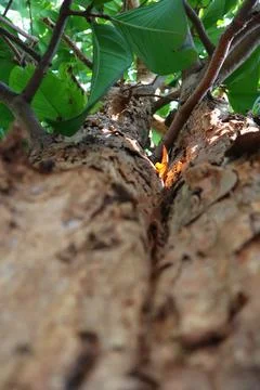 Close up of a tree trunk Stock Photos