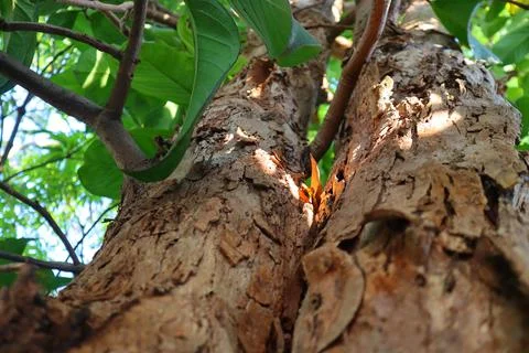 Close up of a tree trunk Stock Photos