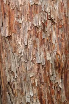 Close-up of a tree trunk Stock-Fotos