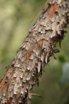 Close-up of a tree trunk 스톡 사진