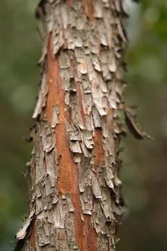 Close-up of a tree trunk 스톡 사진