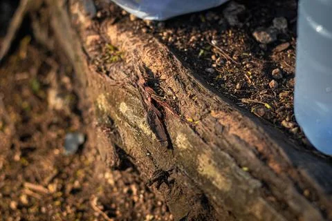 Close-Up of a Tree Trunk with Plastic Bottles Stock-Fotos