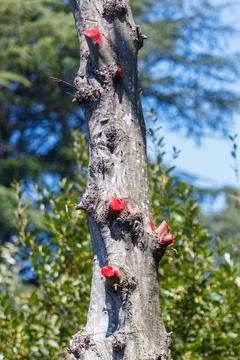 Close-up of tree trunk with red sap bleeding from cuts Stock Photos
