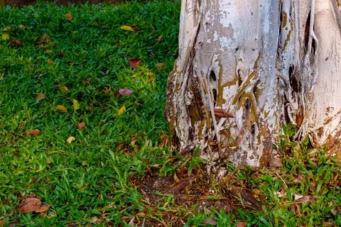Close-up of a tree trunk with roots surrounded by green grass Foto stock