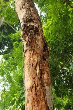 Close up of a tree trunk with rough bark and a textured pattern. Stock Photos